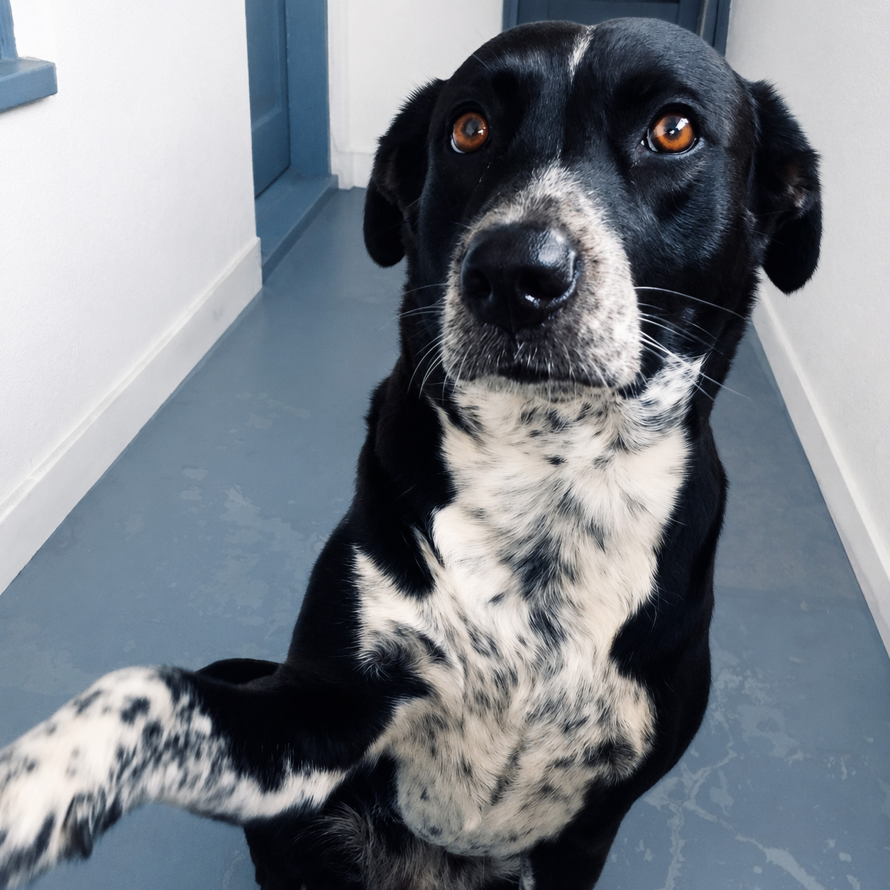 Leelah, la croisée Colley–bouvier australien qui a inspiré CanMyDog, tendant la patte vers l'objectif