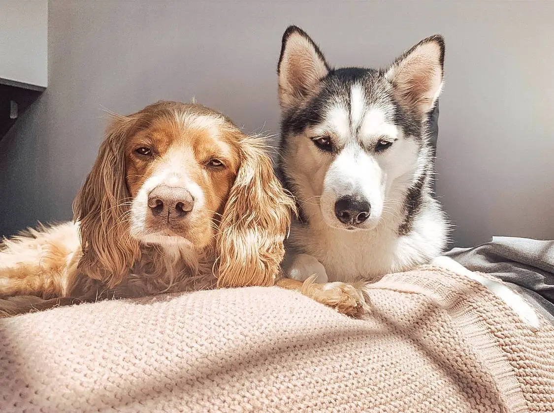 Husky and cocker spaniel posing perfectly in the sunlight on a bed