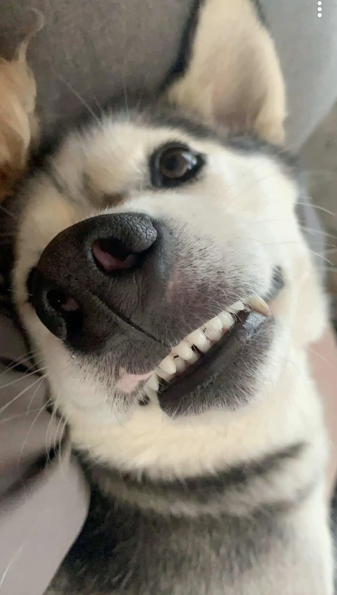 black and white husky laying upside down smiling showing her front teeth