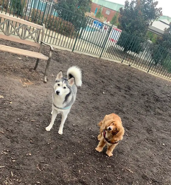 A Husky and Cocker Spaniel standing in a dog park staring intently