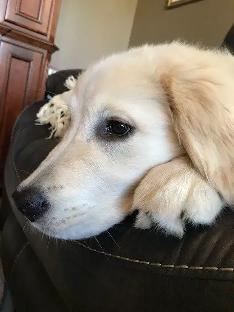 Golden retriever puppy laying on a couch with a quizzical look 