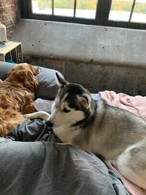 Sick dog laying with his husky sister on a bed