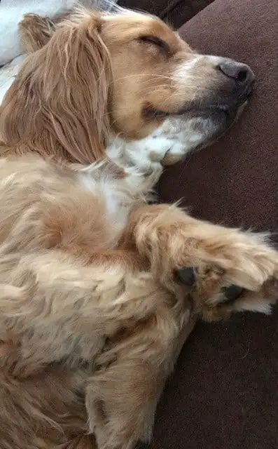 Cocker spaniel fast asleep on a couch