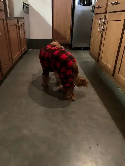 Red cocker spaniel walking around in the kitchen with red and black flannel pajamas on.
