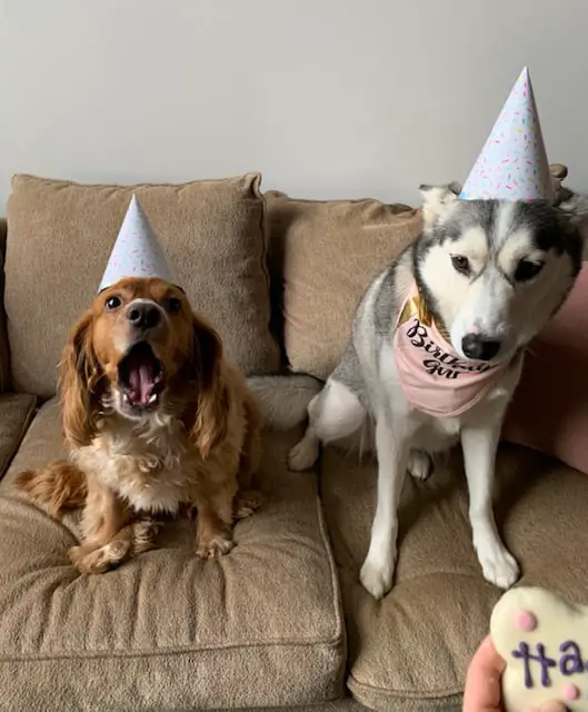 Husky and cocker spaniel have party hats on and they're not happy about it.
