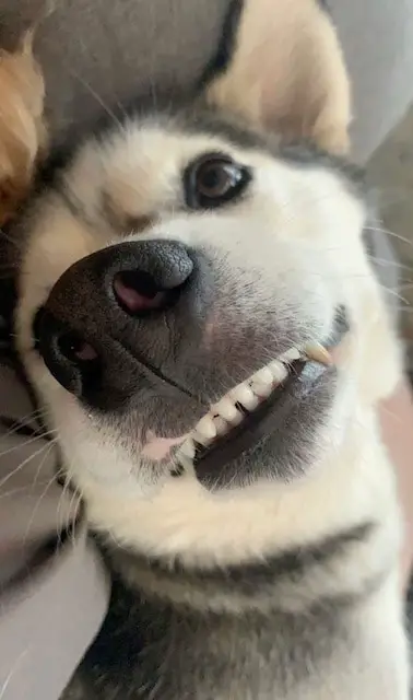 Husky looking at the camera upside down with a smile on her face and teeth exposed