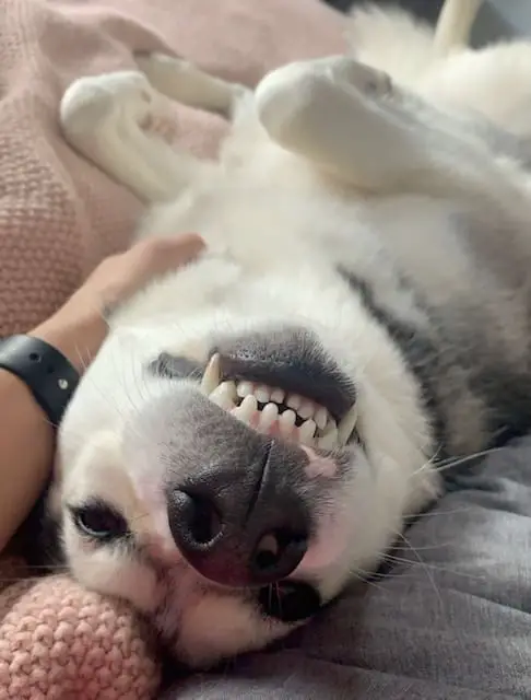 Husky looking upside down with a huge smile on her face