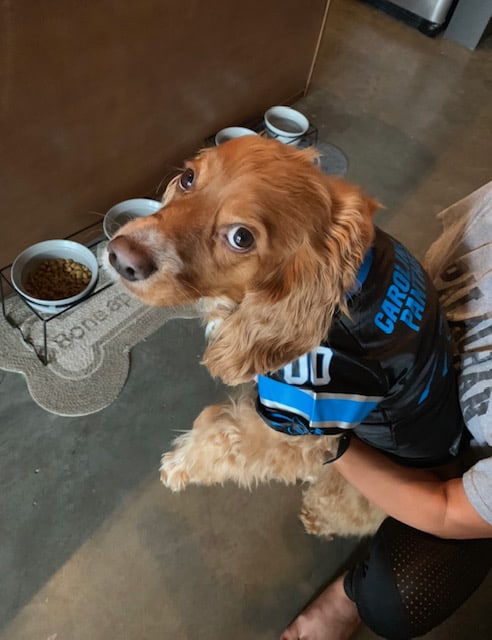 Cocker spaniel dressed in a football jersey with an annoyed look on his face
