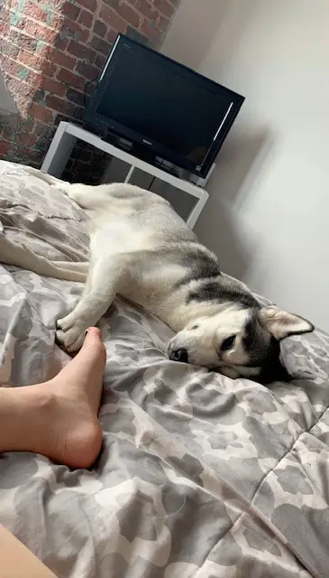 black and white husky laying on a bed with a paw stretched out touching her human's foot.