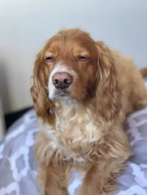 Cocker spaniel posing for a picture with a look of complete disdain on his face