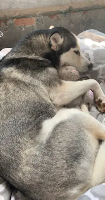 black and white husky curled up on a bed snuggling a gray stuffed animal