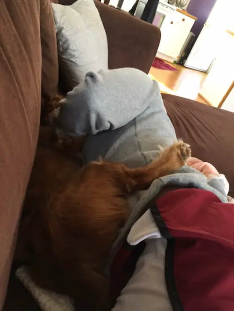 Cocker spaniel leg placed around a woman's waist while they sleep on the couch