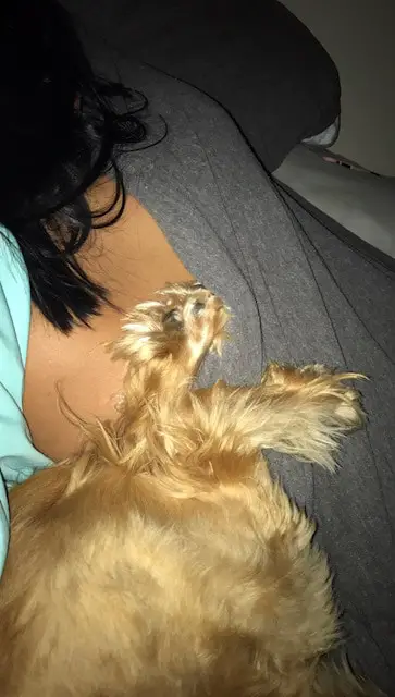 Cocker spaniel laying upside down in a bed with his hind legs on woman's back