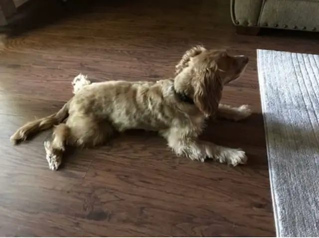 Cocker spaniel laying on the floor with his legs out to the side while he cools off his stomach