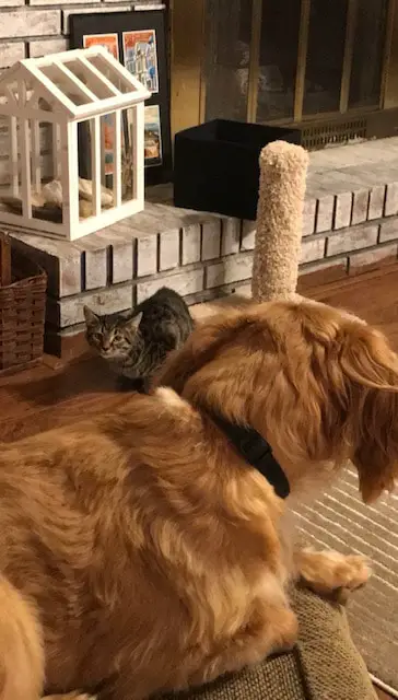 dog and cat staring at each other in an uncomfortable manner