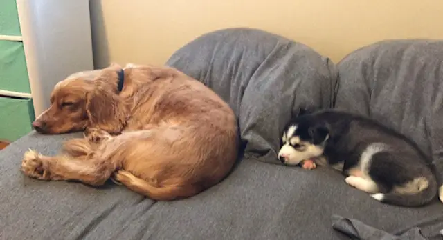 a cocker spaniel and husky puppy laying up again pillows on a bed in the exact same position 
