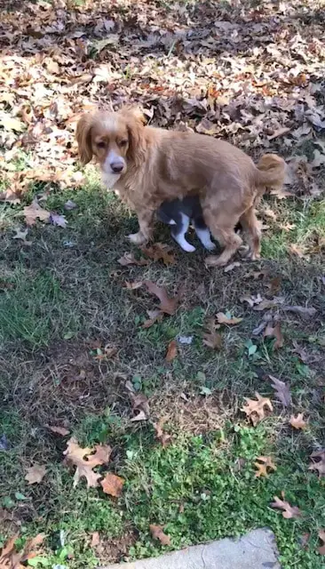 Cocker spaniel standing over a tiny husky puppy in attempts to hide the puppy