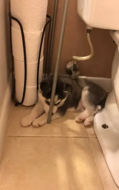 Husky puppy hiding behind a toilet in a bathroom