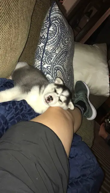 Husky puppy asleep on the leg of her owner