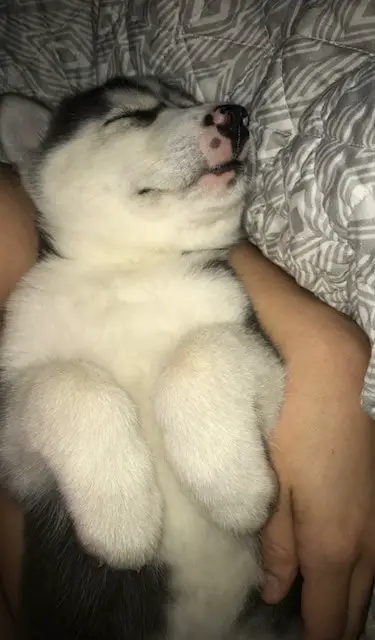 husky puppy asleep in the arms of her owner with her belly exposed