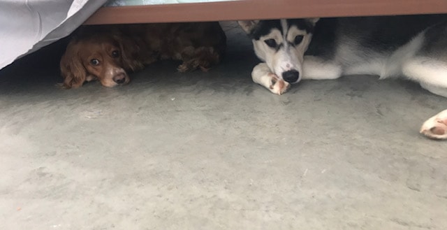 Cocker spaniel and husky hiding under a bed