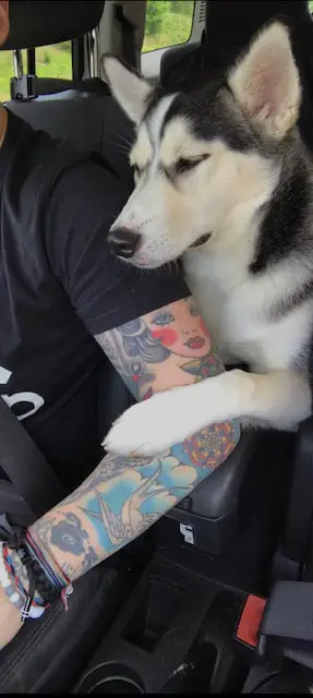 Husky riding in the backseat of a car with her arm around her human's