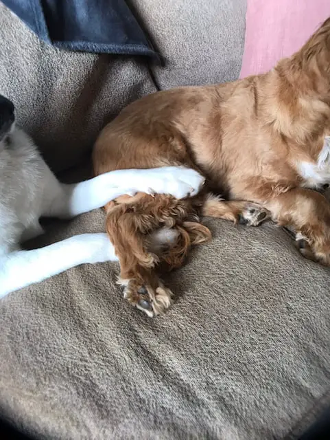 white husky paws holding on to the back legs of a cocker spaniel as they both lay on a couch together
