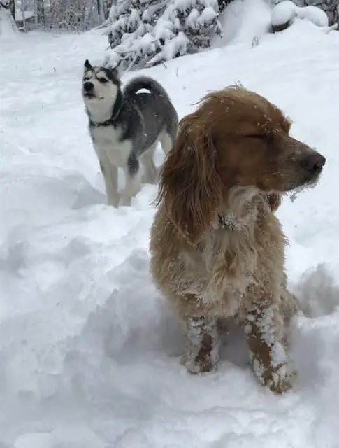 Husky and cocker spaniel in the snow. The husky is loving it and the cocker spaniel is hating it