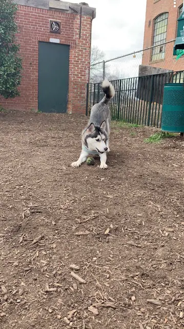 black and white husky showing a play pose with her front feet flat and her butt in the air ready to pounce.