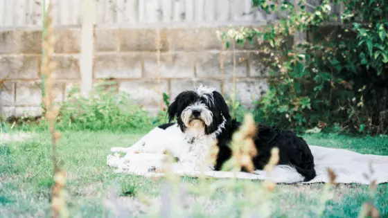 A shaggy dog laying on a blanket in the backyard