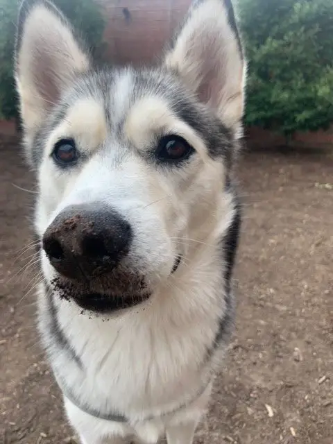 Husky standing outside with mud all over her nose