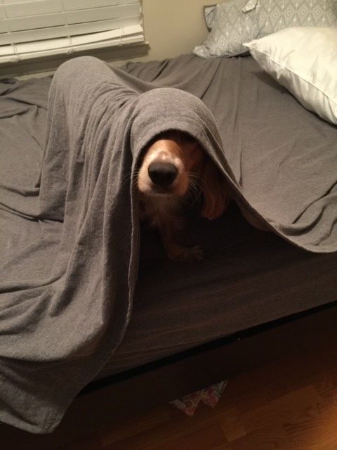 A lazy cocker spaniel hiding under a blanket