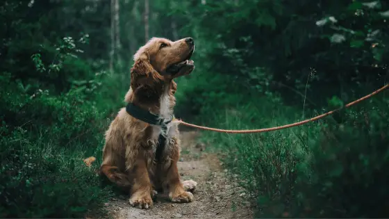 A cocker spaniel in the woods looking up at his owner with adoration