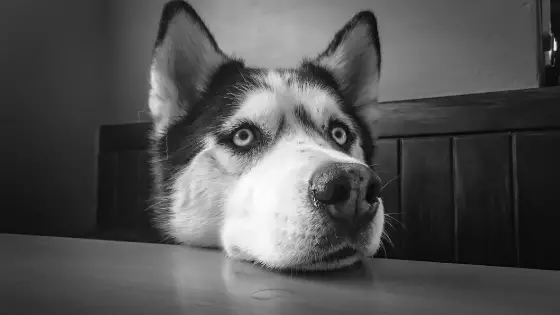 A wide-eyed husky with his chin on a table