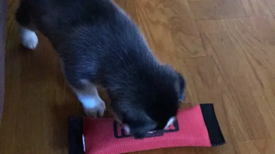 Tiny husky puppy playing with a huge red dog toy.