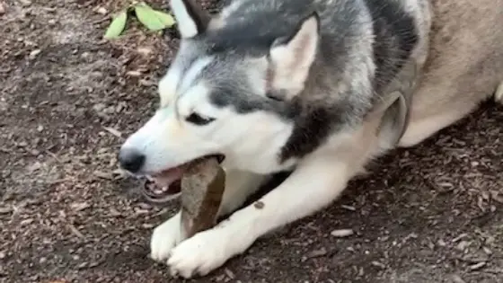 Black and white husky laying in the dog park chewing on a stick.