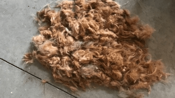 A pile of freshly cut hair from a cocker spaniel