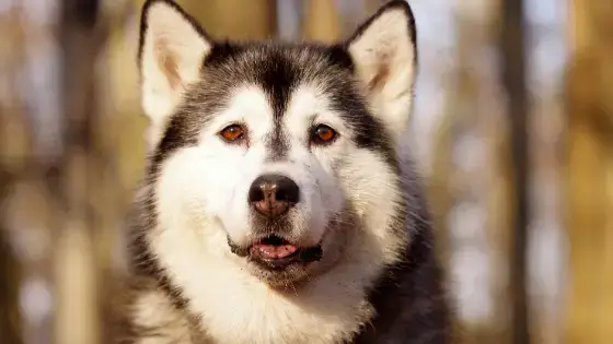 why do huskies cry so much
