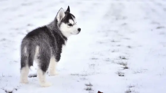 Puppy husky standing in the snow