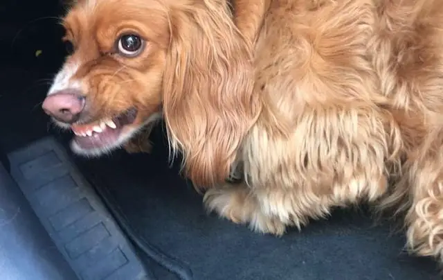 Angry cocker spaniel dog snarling his nose and showing his teeth