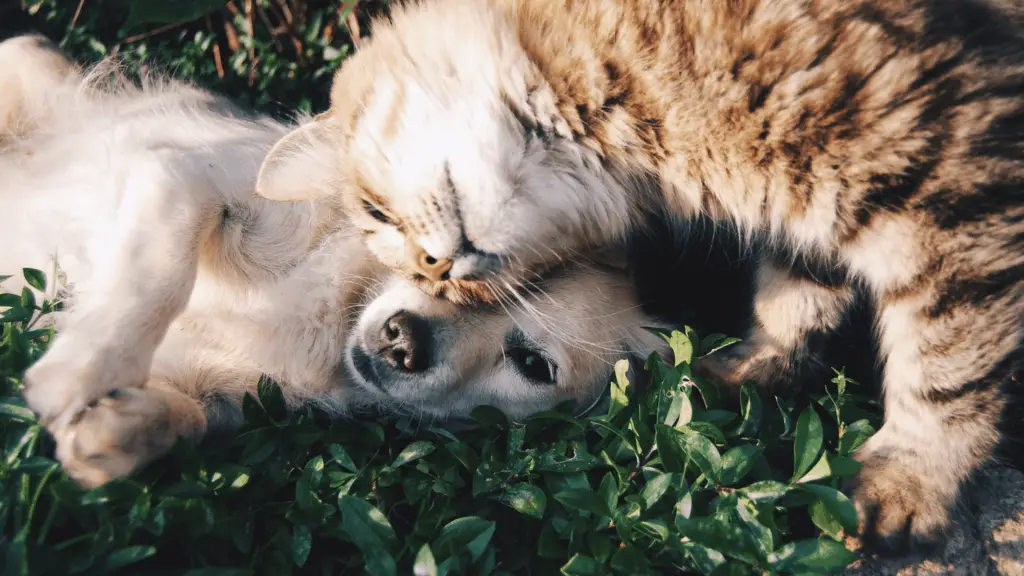 Dog and cat snuggled up together in the grass