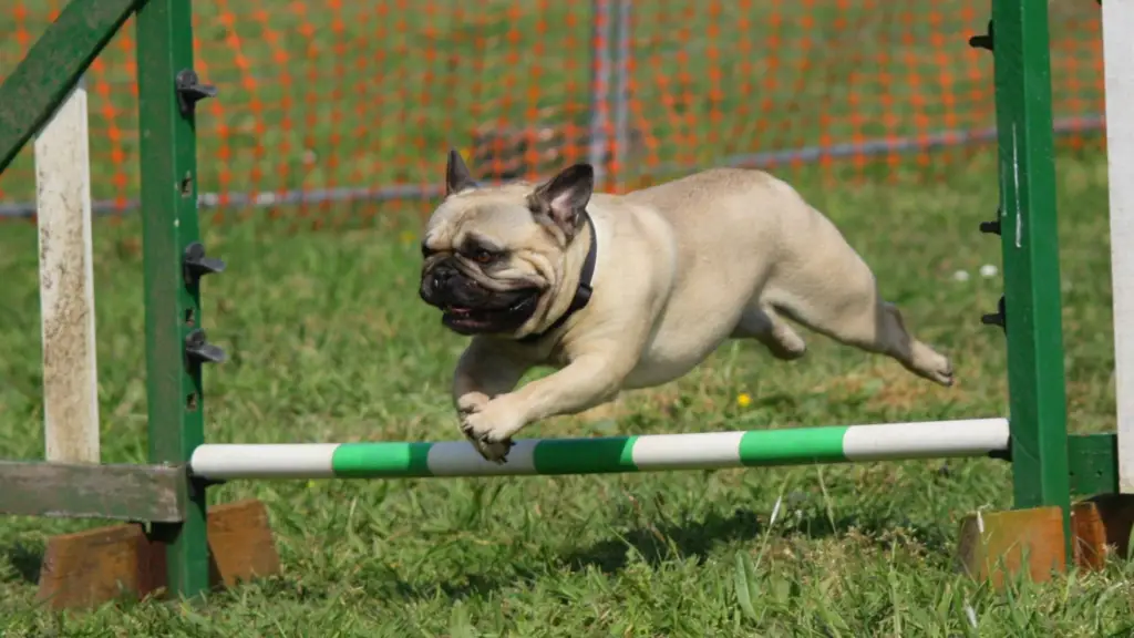 Small dog jumping over an obstacle