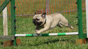 can a dog jump a 4 foot fence
