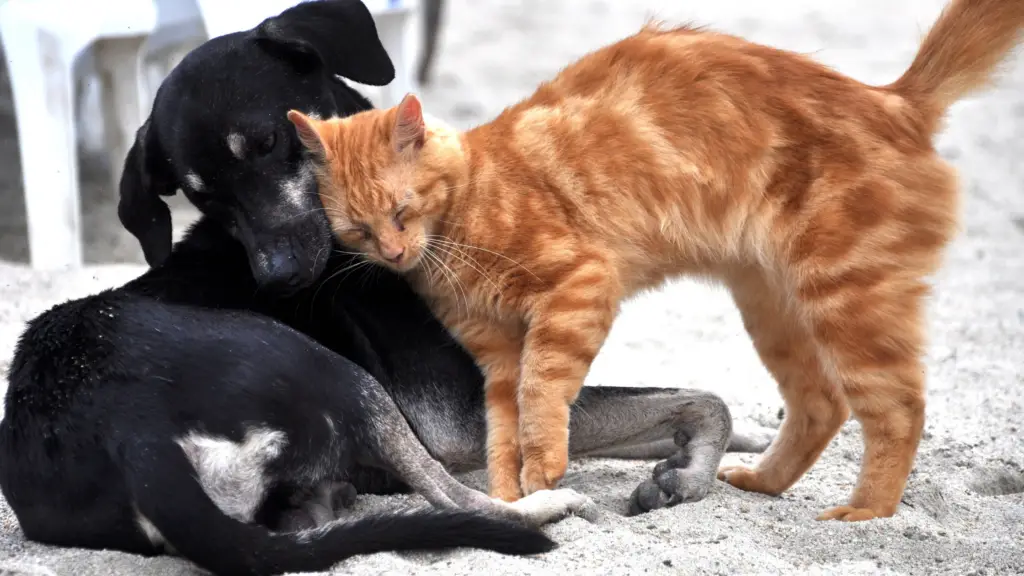 Dog and cat snuggling up together