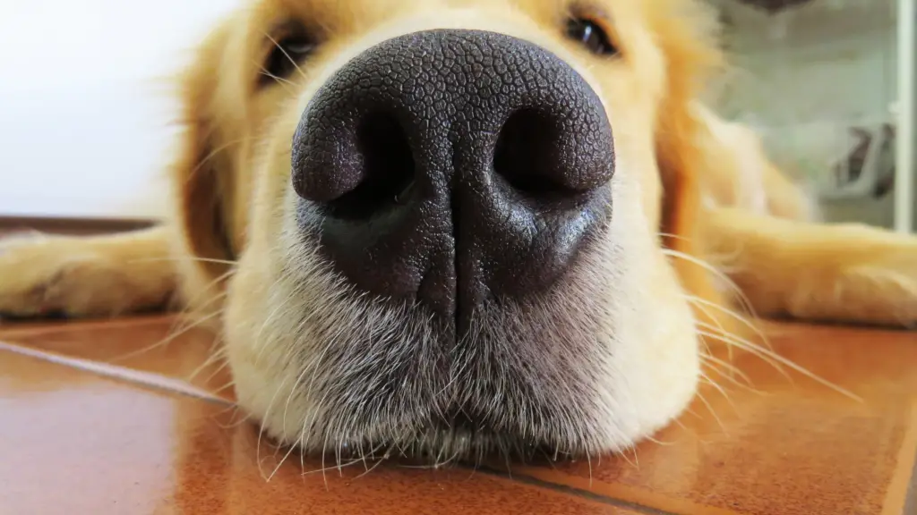 Big golden retriever dog nose