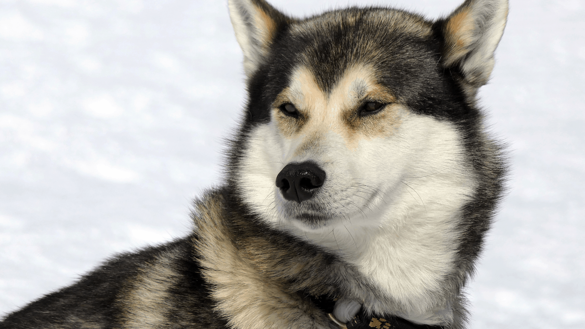 training a husky not to pull