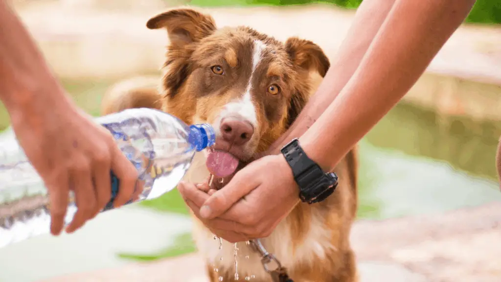 Dog drinking from a human's water bottle