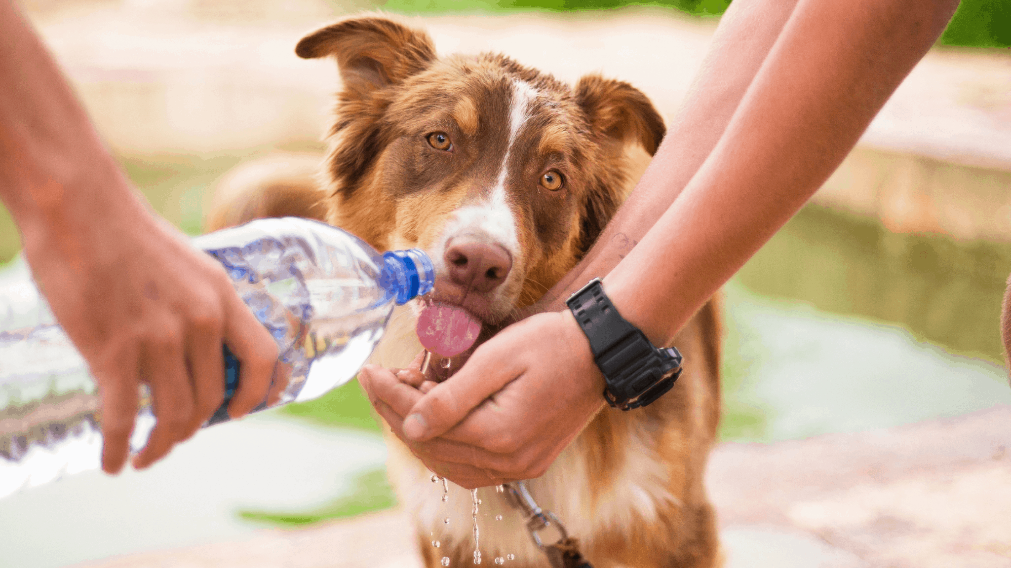 can-i-drink-after-my-dog-can-my-dog