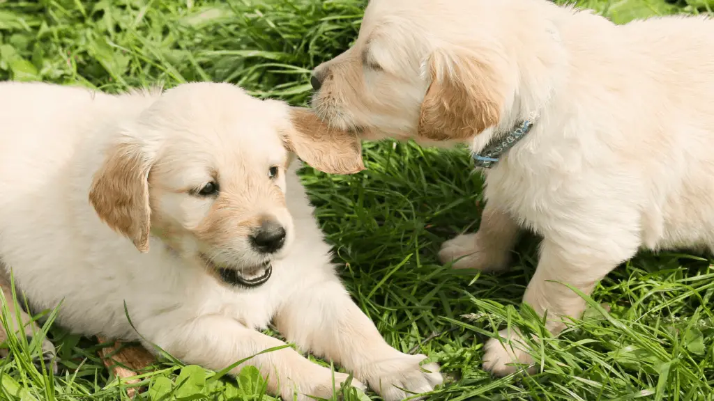 Two puppies playing and socializing in the grass