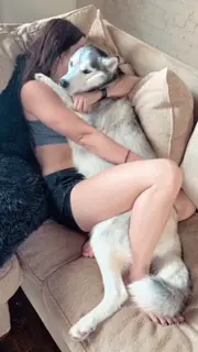 Gray and white husky showing affection by hugging a woman on a brown couch